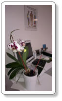 Privatpraxis-Evelin - Orchidee von einer Kundin